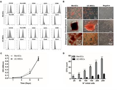 The Reparative Abilities of Menstrual Stem Cells Modulate the Wound Matrix Signals and Improve Cutaneous Regeneration